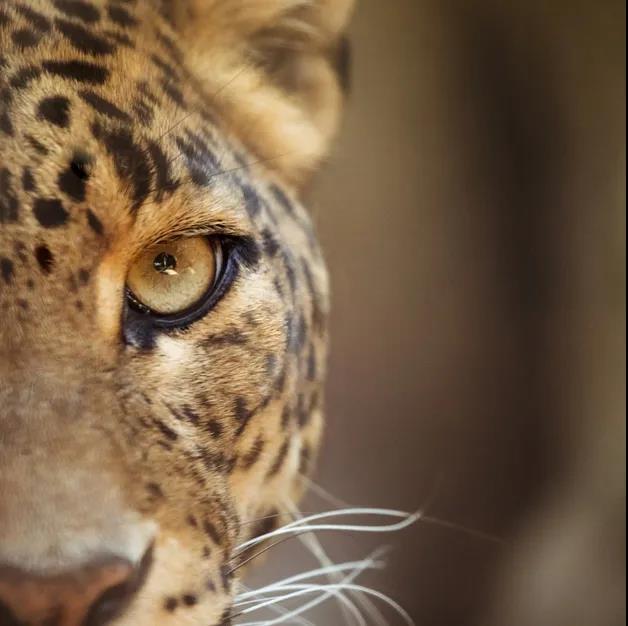 品牌吉祥物预告 汇联易之十三生肖 我属豹 公司动态 汇联易